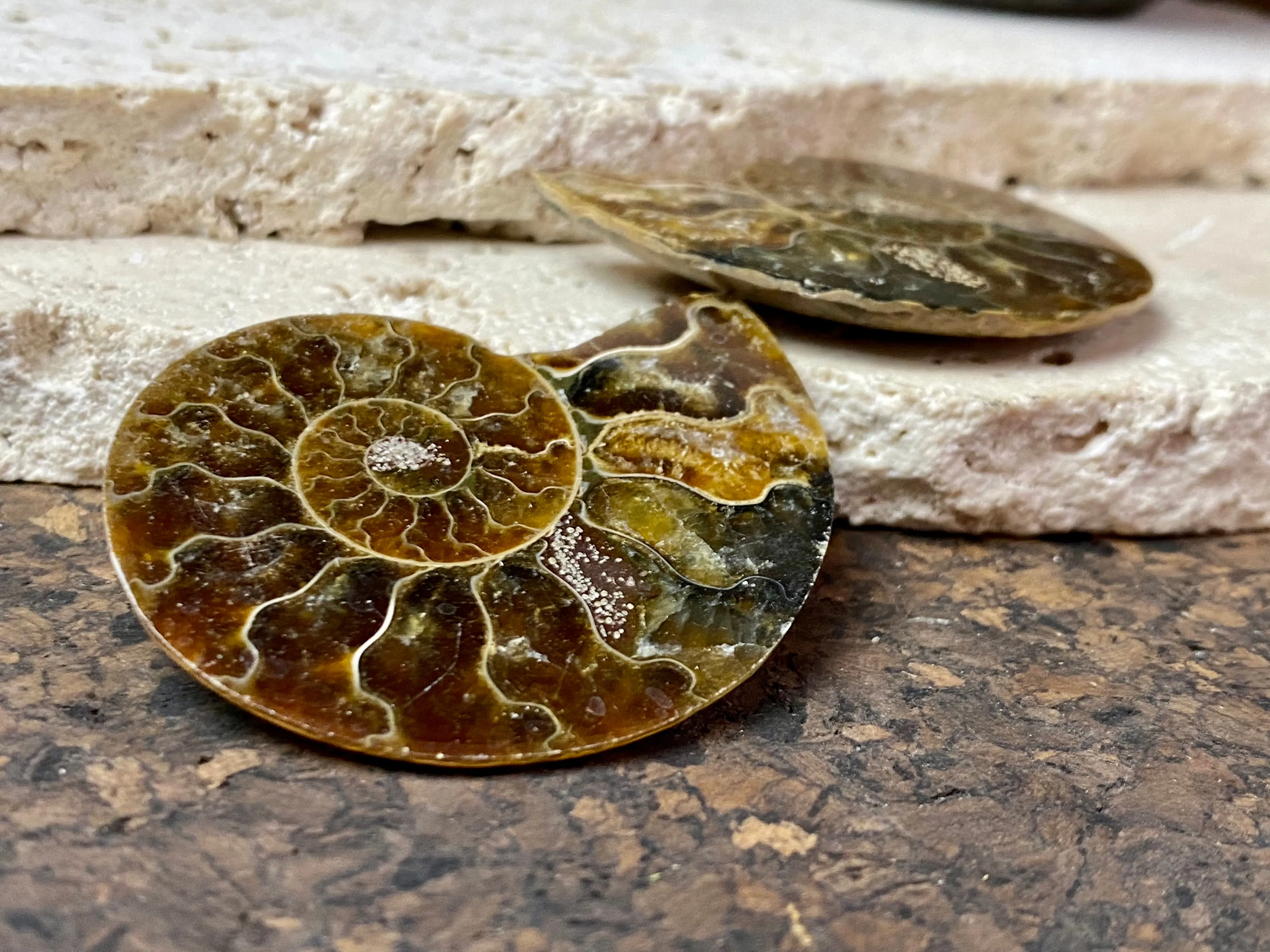 Ammonite Pair