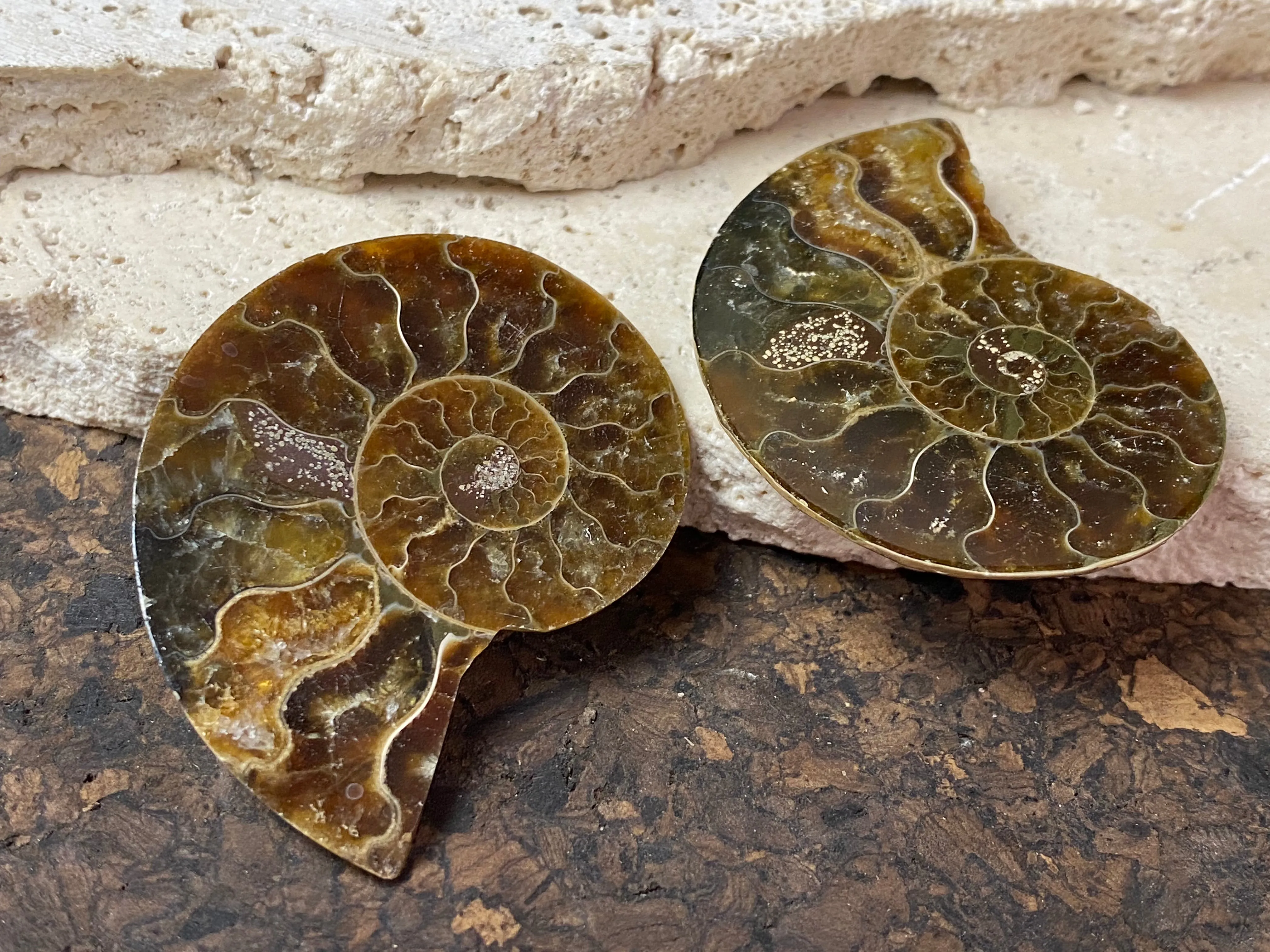 Ammonite Pair