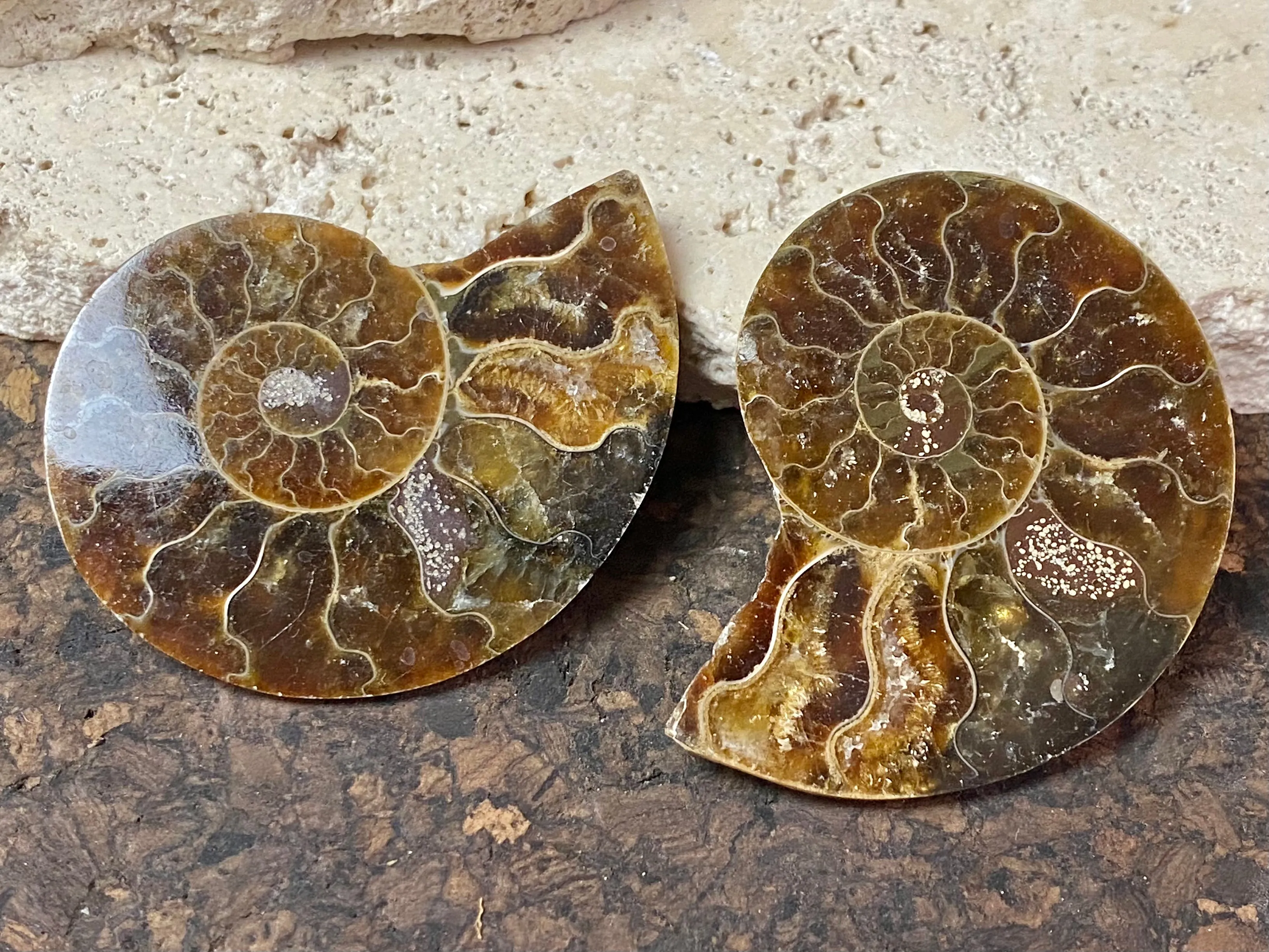 Ammonite Pair