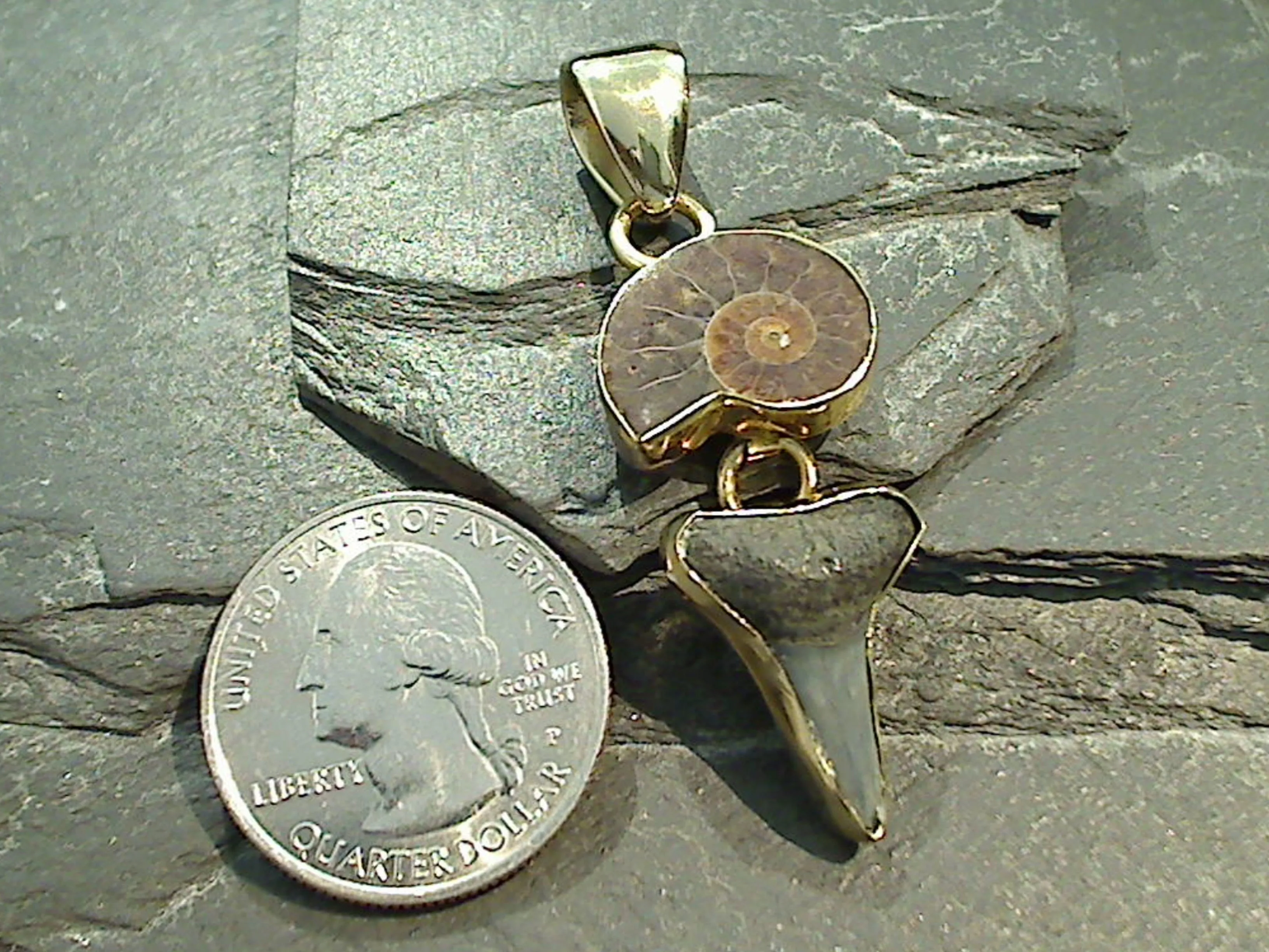 Fossil Shark Tooth, Ammonite, Alchemia Pendant